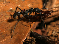 ant Pachycondyla hunted scorpion, French Guiana
